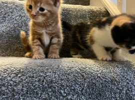 Lovely kittens ready for new home