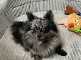 Beautiful Pomeranian Merle Female