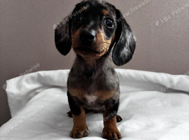 Rolo the miniature dauchund