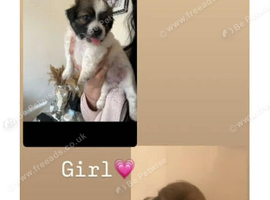 Shitzu cross Pomeranian puppie girls