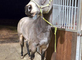 2019 partbred american quarter horse gelding