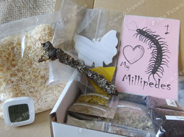 I Love My Millipedes Box Many Ideal Treats for Millipedes + Free Sticker