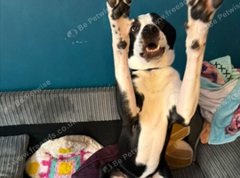 1 year old male dog