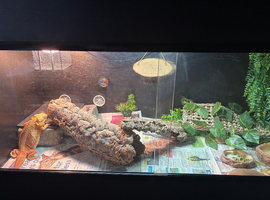 Darla and her enclosure