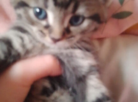 Kittens for sale