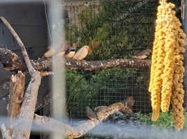Wanted white zebra finch
