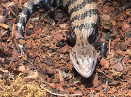 Young blue tongue skink +vivarium