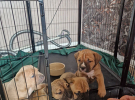 Mastiff pups