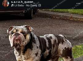 Amazing bulldog for STUD
