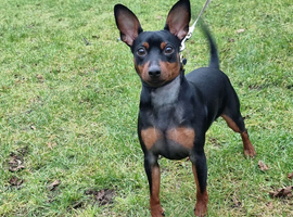 Male Miniature Pinscher &ndash; 12 Months &ndash; Show Quality