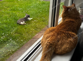 3 years old ginger Tom - neutered