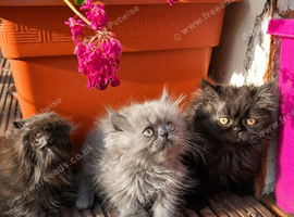 Persian kittens for sale