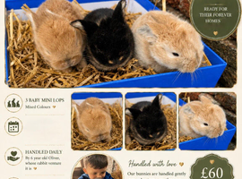 BABY MINI LOPS