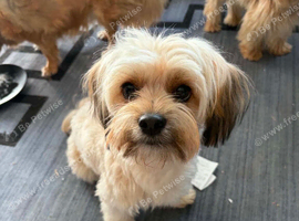 Chihuahua/Yorkshire