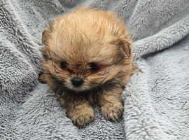 Shiranian puppies looking for there forever home