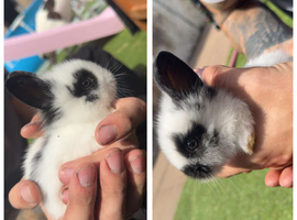2 Lionhead Baby Rabbits