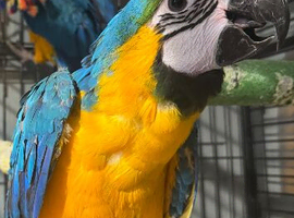 Blue gold beautiful macaw baby