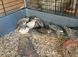 4 week old button quail