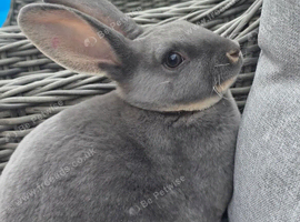 Mini rex for sale pure bred female .