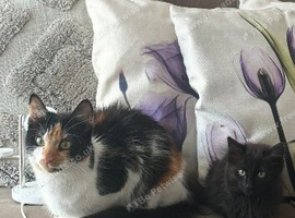Kittens
