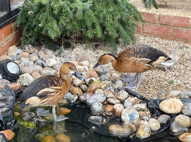 Waterfowl for sale