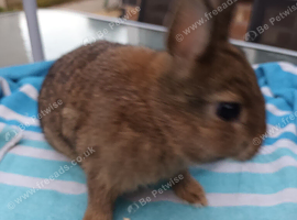 Beautiful Netherland dwarfs