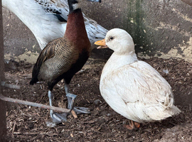 White call duck male