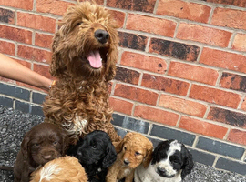 cockapoo puppies