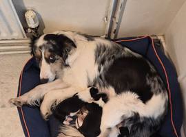 Border collie puppies