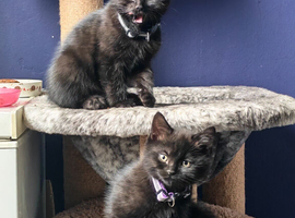 Gorgeous Black & Grey Boys Ready Now!