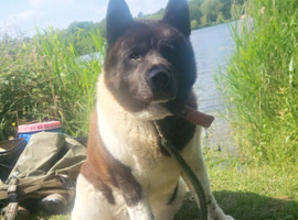 American Akita