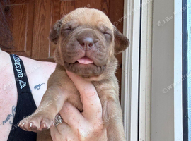 Dogue de Bordeaux x Cane corso puppies