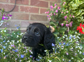 Beautiful little girl