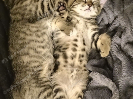 2 stunning golden beautiful tabby kittens