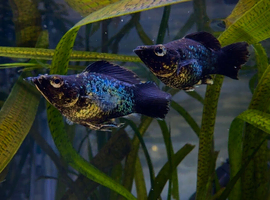 Mix of imported male guppy & molly