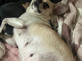 Chug x jack Russel pups