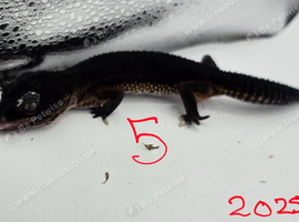 2025 balck night female leopard gecko