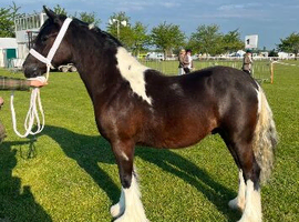 Beautiful colored cob colt