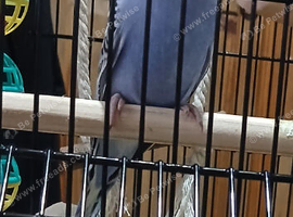 Blue Budgie around 10 weeks old