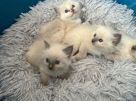 Ragdoll kittens
