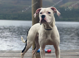 Staffy cross bulldog
