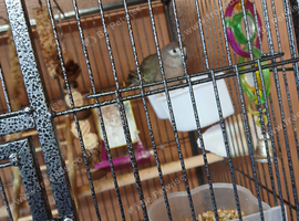 Conures