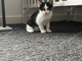 Female kitten 12 weeks