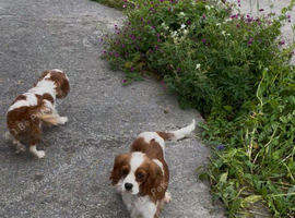 K C Reg Cavalier King Charles