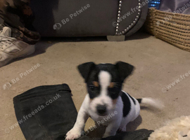 Small tri jack Russell