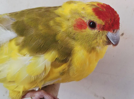 Kakariki cinnamon pied hen