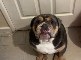 Old english bulldog