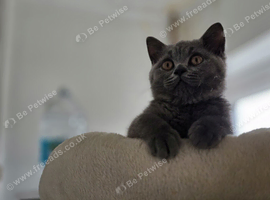 British shorthair kitten