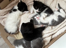 Beautiful kittens ready for new home