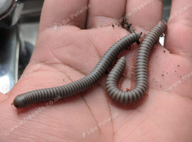 Ivory Millipede + 2 other species